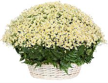 Цветочная композиция из Ромашки в корзине #REPLACE_PRED# Чернышев